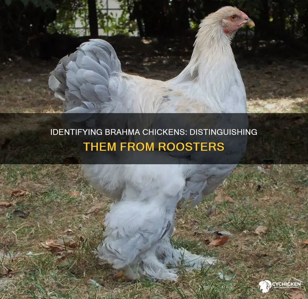 how do i tell a brahma chicken from a rooster