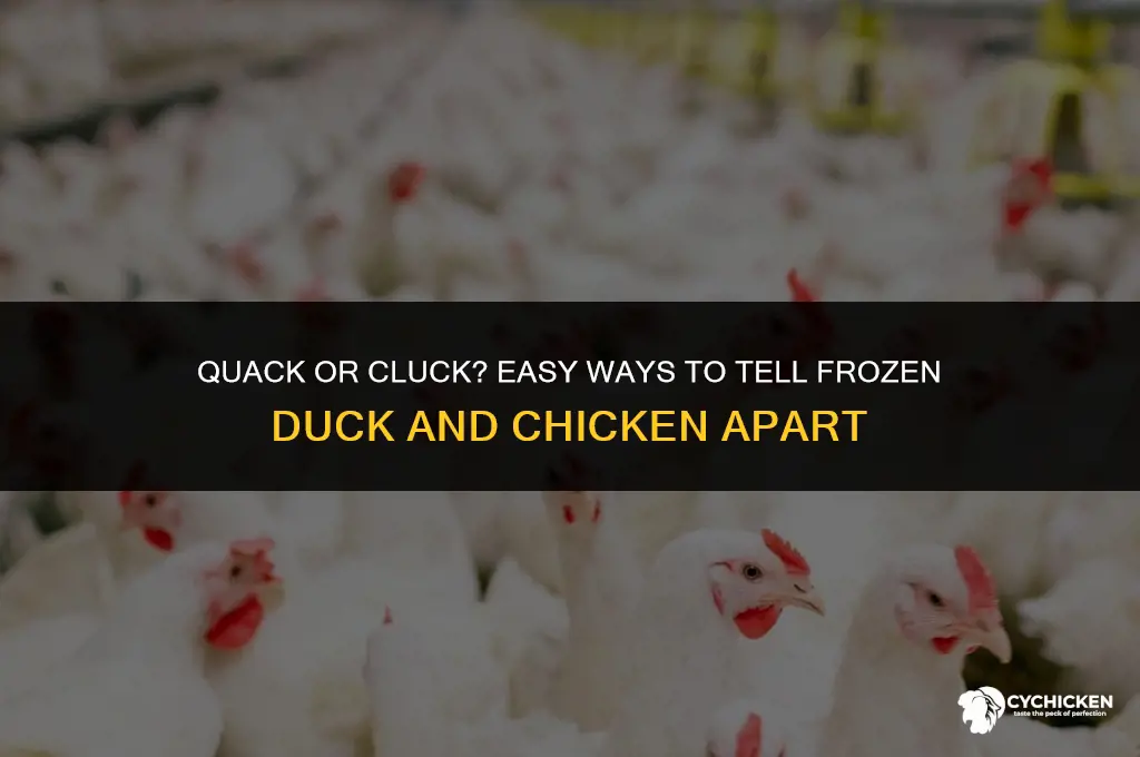 how do i tell a frozen duck and chicken apart