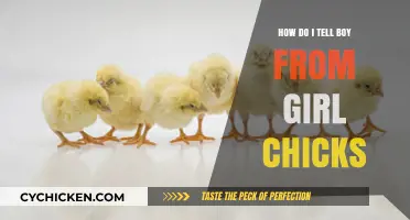 Identifying Chick Gender: Simple Tips to Tell Boy from Girl Chicks