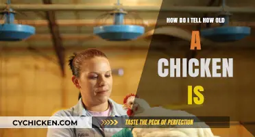 Determining a Chicken's Age: Tricks and Tips