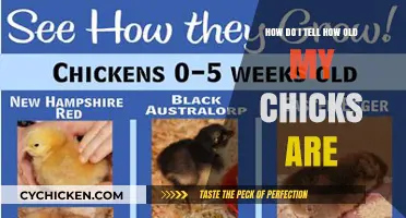 Determining Chick Age: A Quick Guide