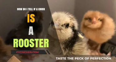 Identifying Chickens: Telling a Chick from a Rooster