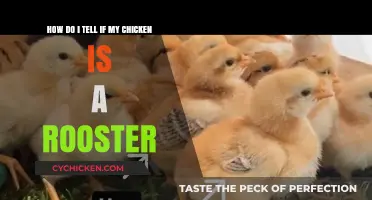 Unveiling Your Chicken's True Identity: Rooster or Hen?