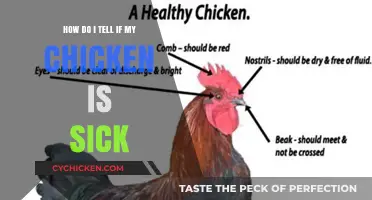 Spotting Sick Chickens: Signs and Symptoms