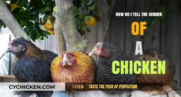 Determining Chicken Gender: What's the Difference?