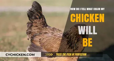 Chicken Color Mystery: How to Predict Their Hue