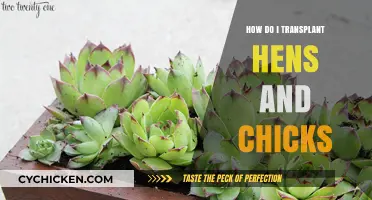 Transplanting Hens and Chicks: A Step-by-Step Propagation Guide