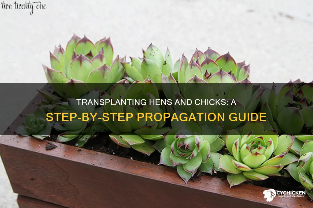 how do i transplant hens and chicks