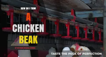Trimming Chicken Beaks: A Step-by-Step Guide for Healthy Poultry Care