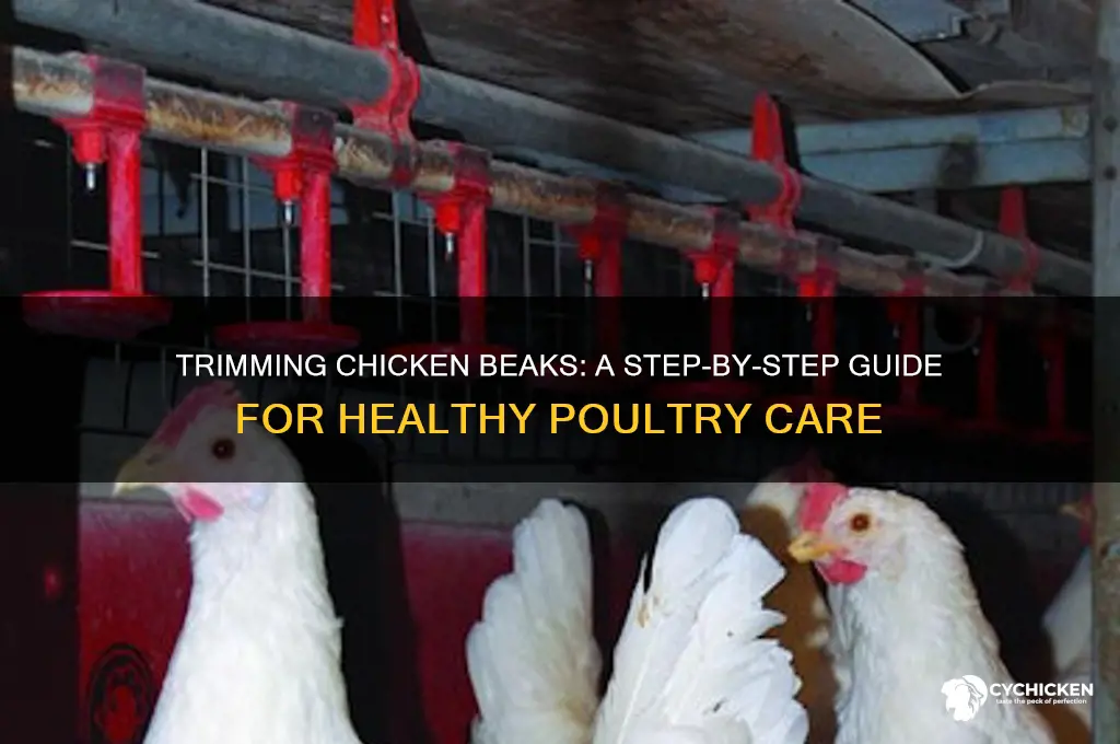how do i trim a chicken beak