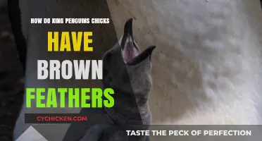 Why King Penguin Chicks Sport Brown Feathers: Unraveling Nature's Mystery