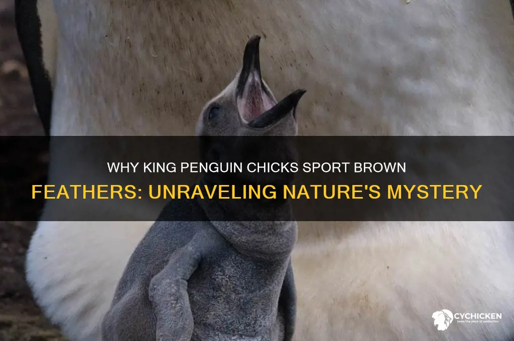 how do king penguins chicks have brown feathers