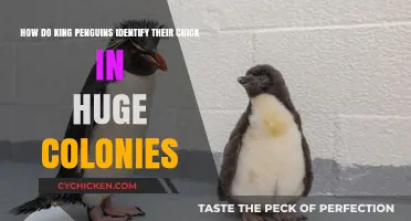 King Penguins: How Do They Spot Their Chicks?