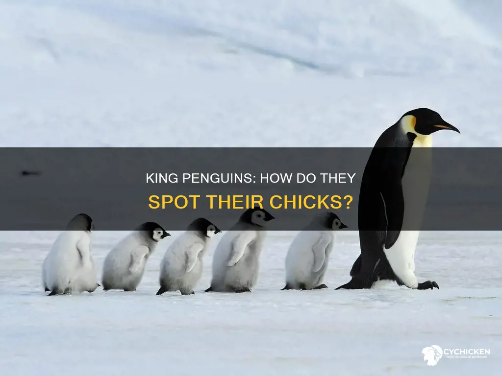 how do king penguins identify their chick in huge colonies