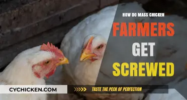 The Unseen Struggles of Mass Chicken Farmers: A Deep Dive