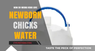 How Mother Hens Provide Water to Newborn Chicks: Essential Care Tips