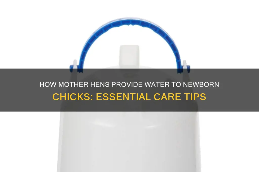how do moma hens give newborn chicks water