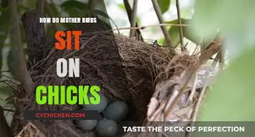 Mother Birds' Nesting Secrets: How They Safely Incubate Their Chicks