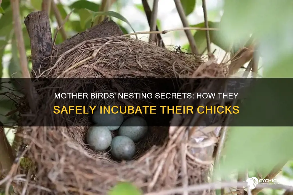 how do mother birds sit on chicks