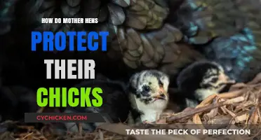 Mother Hens' Instinctive Strategies to Safeguard and Nurture Their Chicks