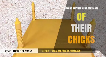 Mother Hen's Ultimate Guide to Chick Care