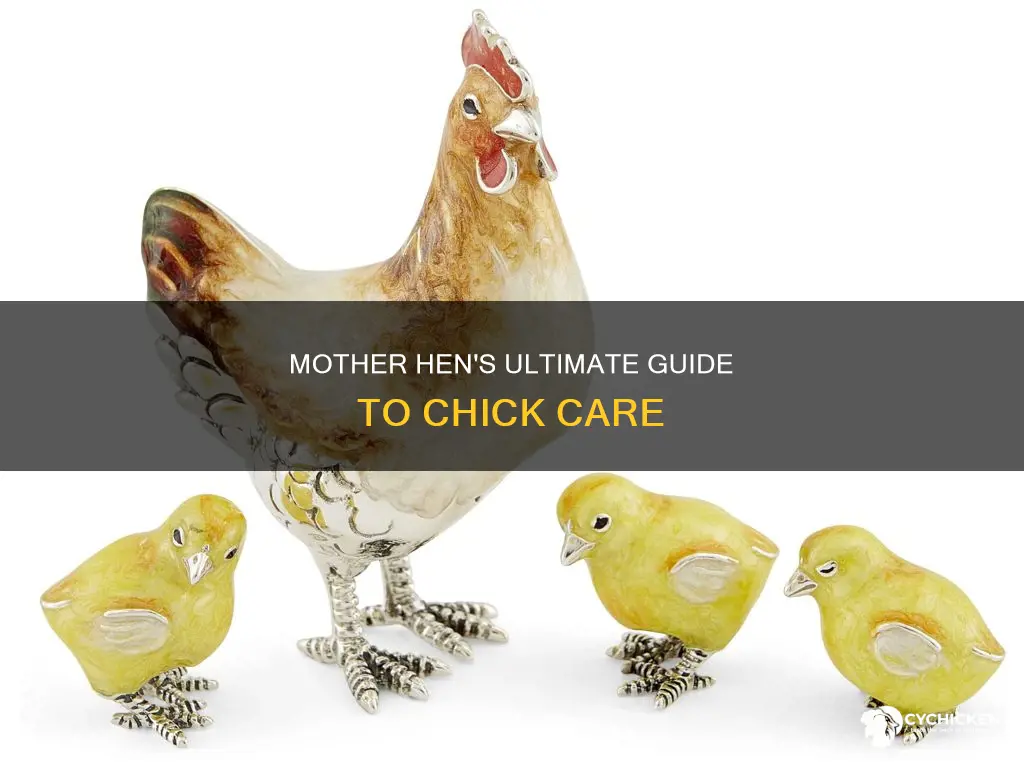 how do mother hens take care of their chicks