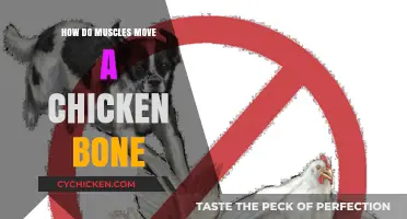 Muscle Mechanics: How Contractions Move a Chicken Bone Explained