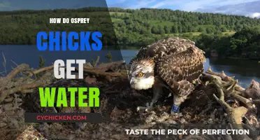 Thirsty Chicks: How Ospreys Quench Their Nestlings' Water Needs