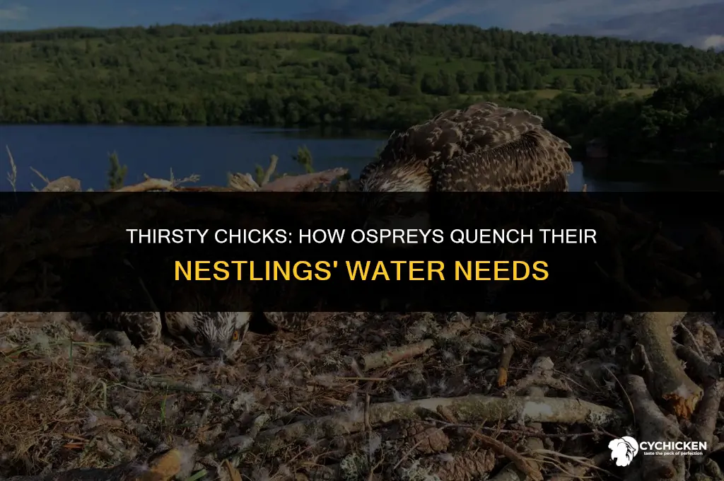 how do osprey chicks get water