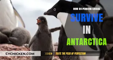Surviving the Cold: Penguin Chicks' Remarkable Adaptations in Antarctica