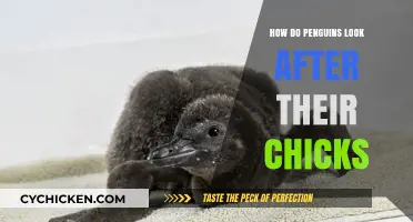 Penguins' Devoted Parenting: Nurturing and Protecting Their Precious Chicks