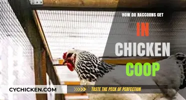 Raccoon Intruders: Safeguarding Your Chicken Coop from Clever Critters