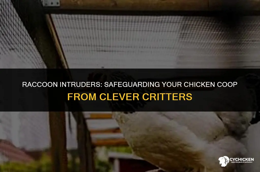 how do raccoons get in chicken coop