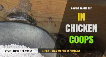 Sneaky Serpents: How Snakes Infiltrate Chicken Coops
