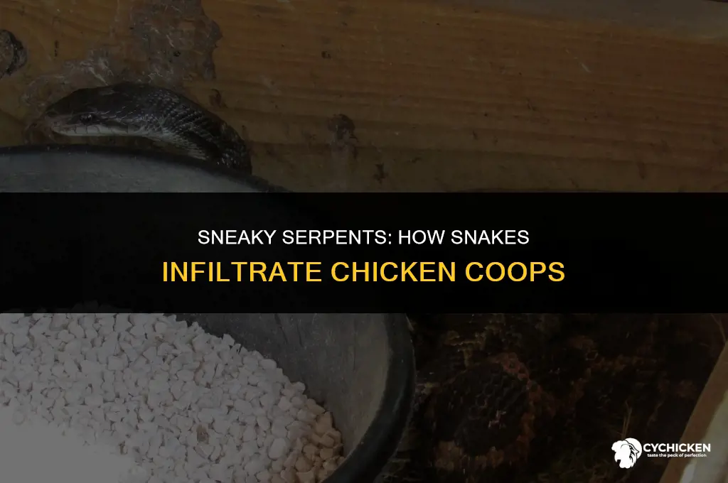how do snakes get in chicken coops