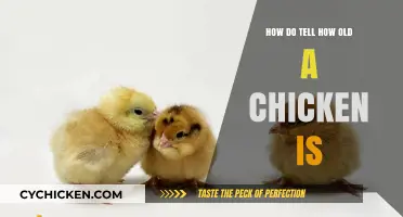 Determining Your Chicken's Age: A Comprehensive Guide for Poultry Owners