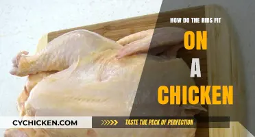 Understanding Chicken Anatomy: How Ribs Fit in Poultry Structure