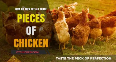 The Art of Chicken Farming: From Flock to Table
