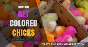 The Art of Dyeing Chicks: A Guide to Vibrant Colors