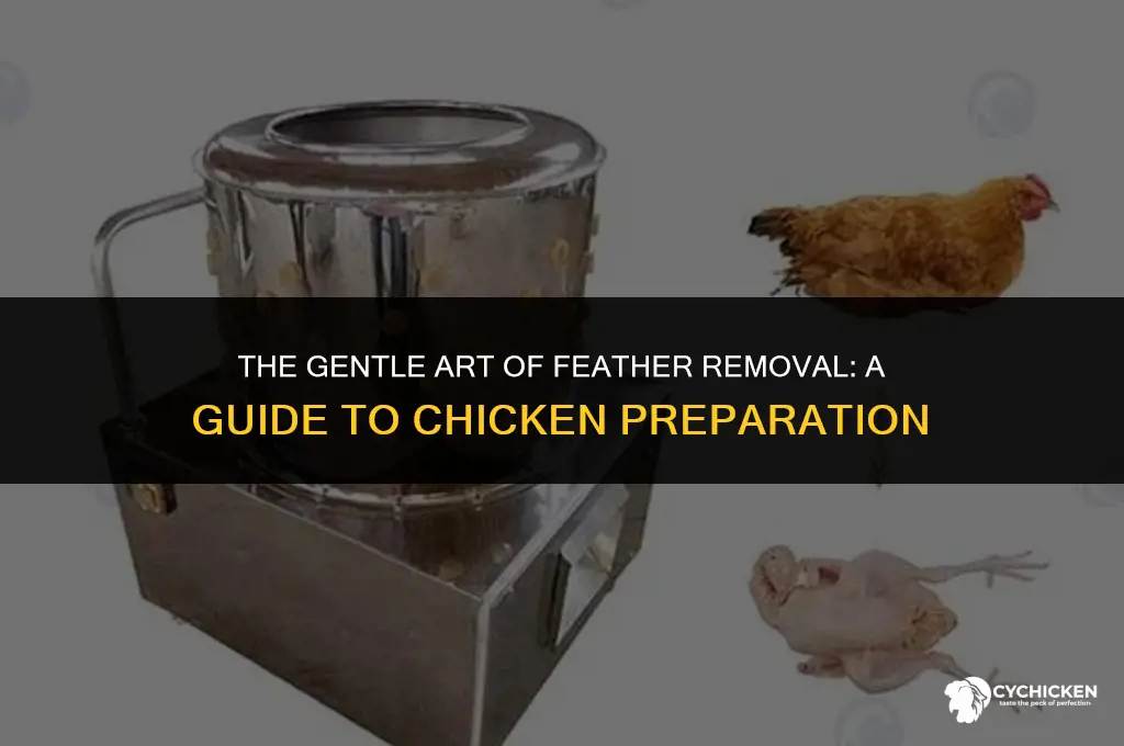 how do they get feathers off chicken