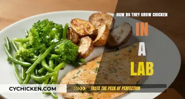 Lab-Grown Chicken: The Science Behind Cultured Meat Production