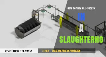 The Shocking Truth: How Chickens Are Slaughtered in Processing Plants