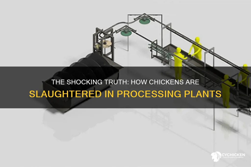 how do they kill chicken in a slaughterhouse