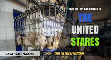 The US Chicken Industry: How Are Birds Killed?