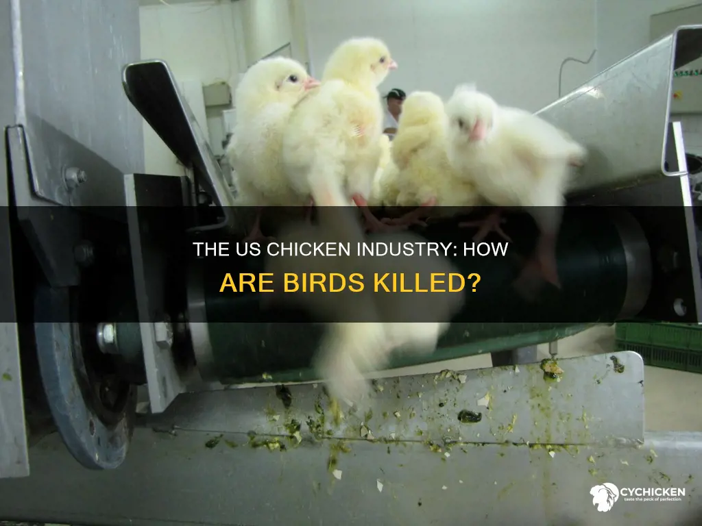how do they kill chicken in the united stares