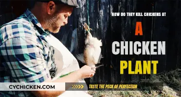 The Gory Details of Chicken Plant Slaughtering