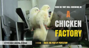 The Dark Truth: Chicken Factory Killing Methods