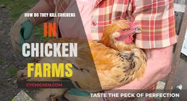 The Harsh Reality: Chicken Slaughter Methods on Industrial Farms