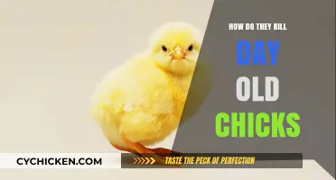 The Shocking Truth About Day-Old Chick Culling Practices