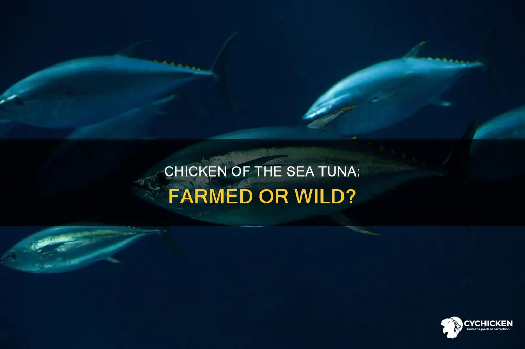 how do they raise chicken of the sea tuna